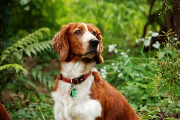 Llanfair-Kennels,-Dams,-Astra Llanfair-Kennels,-Dams,-Astra