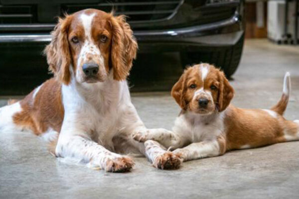Llanfair-Kennels,-Dams,-Gwynne Llanfair-Kennels,-Dams,-Gwynne