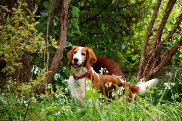 Llanfair-Kennels,-Dams,-Madi Llanfair-Kennels,-Dams,-Madi