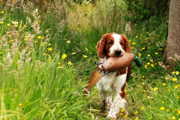 Llanfair-Kennels-NZ,-Our-Welshies,-Dogs,-Rocco Llanfair-Kennels-NZ,-Our-Welshies,-Dogs,-Rocco